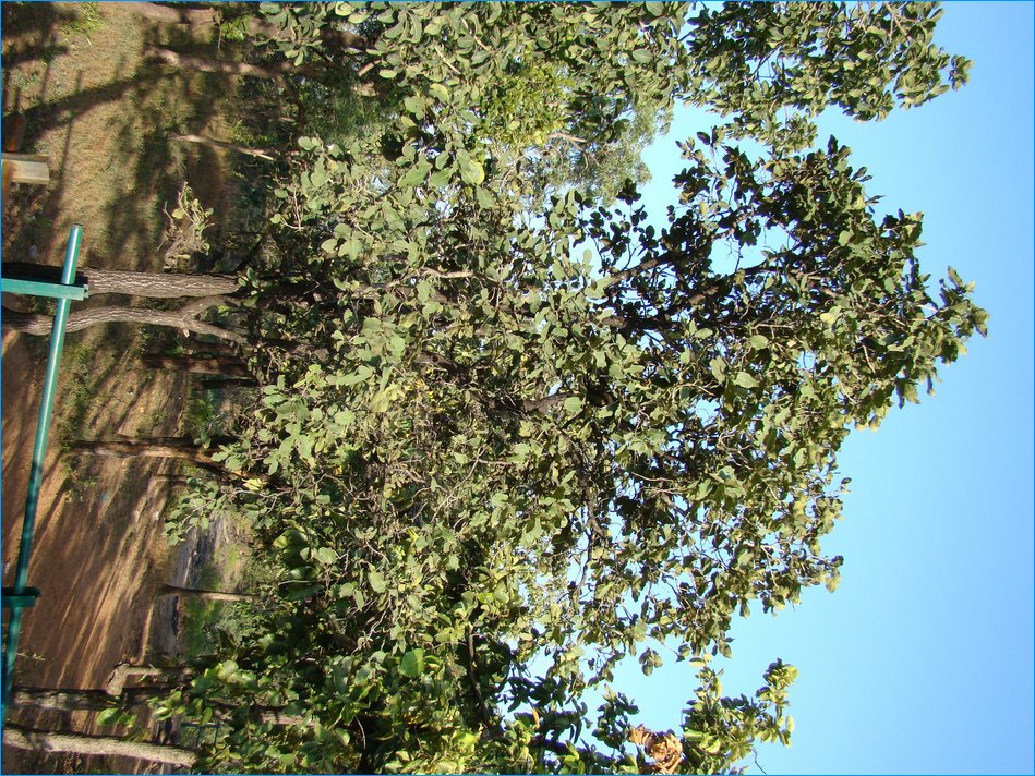DSC01300