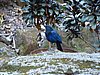 DSC01250