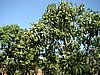DSC00753