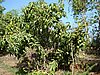 DSC00765
