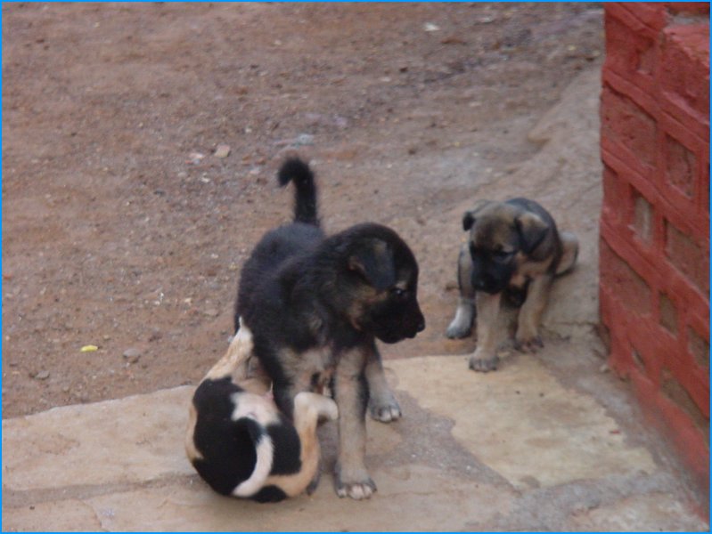 Panhala - 035 - 24-05-2007 4-51-59 PM